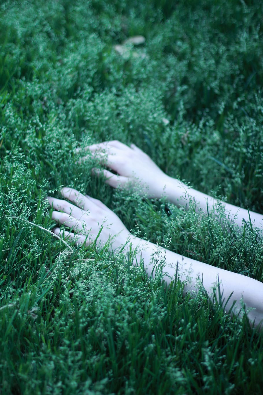 herbes verdes, a l'aire lliure, planta, vegetació, dit, naturalesa, mà, gel, arbust, jar, gerro, ceràmica, planta en test, herbes, jardinera, arbre, neu, bosc, terra, jardí, herba, camp, color verd, creixement, dia, mà humana, part del cos humà, enfocament selectiu, persones reals, una persona, part del cos, primer pla, dit humà, extremitat humana, 2K