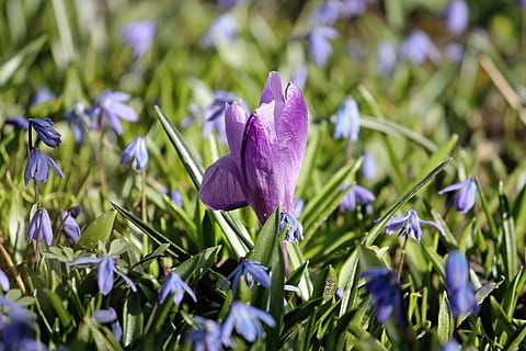 krokus, vår, fiolett, eng, hund fioler, Lenz, tidlig blomstrer, gul, hage, felt, blomster, utendørs, nærbilde, våren krokus, harbinger av våren, natur, frühlingsanfang, lilla blomst, schwertlilie gewaechs, lilla, Sverdlilje, vårblomst, prydplante, anlegg, lys, lys lilla, blomstrende plante, blomst, skjønnhet i naturen, vekst, skjørhet, sårbarhet, friskhet, petal, inflorescence, iris, blomsterhodet, land, grønn farge, dag, våren, ingen folk, 4K, CC0, offentlig domene, opphavsrett gratis