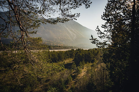 alberi dalle foglie verdi, albero, pianta, abies, abete, conifera, natura, luce del sole, paesaggio, all'aperto, tramonto, foresta, valle, bagliore, luce, pino, verde, scenario, collina di montagna, pendio, natura verde, bellezza nella natura, la tranquillità, scena tranquilla, scenics - natura, crescita, montagna, terra, cielo, scena non urbana, nessuno, ambiente, idilliaco, giorno, colore verde, a distanza, albero di conifere, 5K, CC0, dominio pubblico, privo di copyright