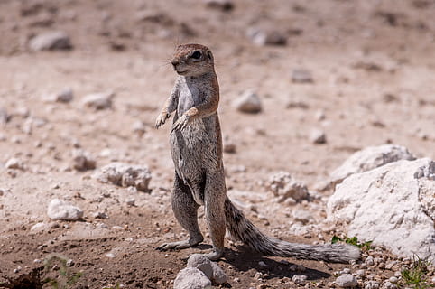 grey hamster, animal themes, animal, one animal, animal wildlife, animals in the wild, mammal, no people, vertebrate, full length, land, meerkat, nature, day, standing, solid, focus on foreground, outdoors, rock, rock - object, alertness, arid climate, 4K, CC0, public domain, royalty free