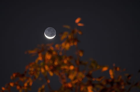 Eclipse de lluna, lluna, arbre, cel, creixent, nit, tarda, silueta, vermell, full, fulles, naturalesa, a l'aire lliure, astrofotografia, nocturn, espai, llum de la lluna, fosc, Lluna planetària, esfera, fons, planeta - espai, lluna plena, llum - fenomen natural, color negre, vespre, paisatge, superfície de la lluna, blau, brillant, escenics, cap gent, il·luminat, astronomia, posta de sol, 4K, CC0, domini públic, lliure de regalies