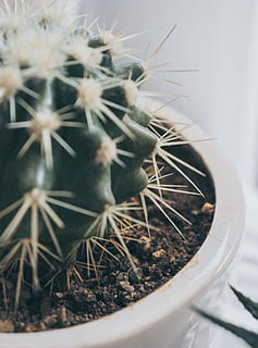 iran, Teheran, saftige plante, kaktus, potteplante, plante, ingen mennesker, torn, vækst, tæt på, natur, spiked, blomsterkrukke, dag, fokus på forgrunden, skønhed i naturen, indendørs, gryde, selektiv fokusering, beholder, skilt, 4K, CC0, offentligt domæne, royaltyfrie