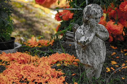 statua del ragazzo che prega, foglia, pianta, albero, Messico, cdmx, Ciudad de Mexico, acero, foglia di acero, fiori, tradizioni, angelo, Morte, arte, terra, scultura, figurina, tronco d'albero, pietra da lastrico, lapide, rappresentazione, statua, rappresentazione umana, natura, religione, arte e artigianato, creatività, nessuno, spiritualità, giorno, autunno, somiglianza maschile, credenza, modificare, all'aperto, parte vegetale, mestiere, 4K, CC0, dominio pubblico, privo di copyright