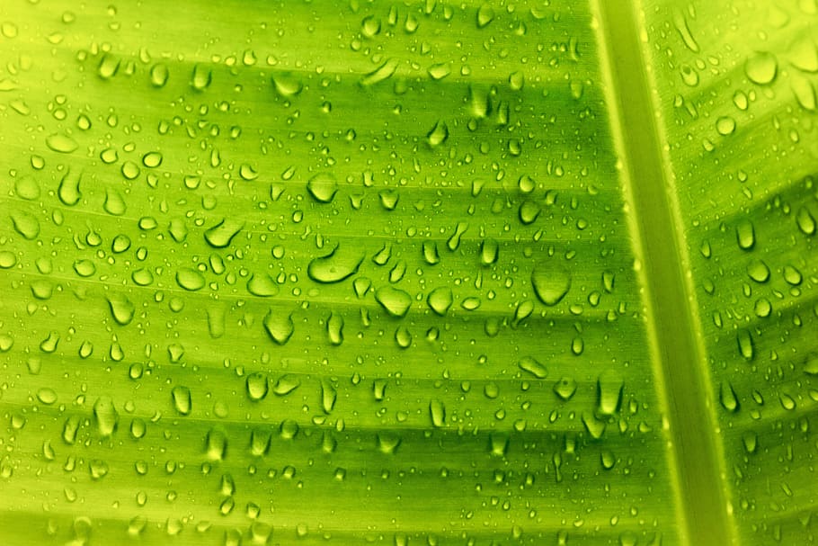 banan, blad, gennemsigtig, sollys, lyse, mønster, vand, dråber, symmetri, plante, overflade, grøn, natur, smuk, solbeskinnede, våd, dråbe, grøn farve, baggrunde, regn, friskhed, ingen mennesker, tæt på, fuld ramme, mad og drikke, plante del, skønhed i naturen, regndråbe, dug, udendørs, regntiden, renhed, palmblad, 5K