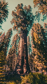 grønne blade, plante, Forenede Stater, gran, abies, redwood, nåletræ, maleri, kunst, natur, nikon, sequoia tree, general sherman, Sequoia, landskab, california, sequoia nationalpark, tapet, træ, lærk, træstamme, Skov, jord, vækst, skønhed i naturen, lav vinkel visning, bagagerum, ro, ingen mennesker, rolig scene, himmel, dag, scenics - natur, udendørs, høj - høj, ikke-urbane scene, bark, 4K, CC0, offentligt domæne, royaltyfrie