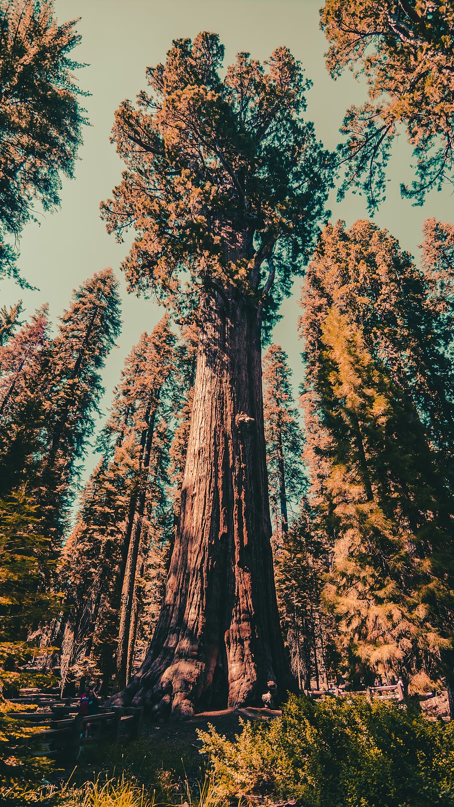 arbres de fulles verdes, planta, Estats Units, avet, abies, sequoia, conífera, pintura, art, naturalesa, nikon, arbre de sequoia, sherman general, paisatge, Califòrnia, Parc nacional de sequoia, fons de pantalla, arbre, làrix, tronc de l'arbre, bosc, terra, creixement, bellesa a la natura, vista d’angle baix, tronc, tranquil·litat, cap gent, escena tranquil·la, cel, dia, escenics - natura, a l'aire lliure, alta - alta, escena no urbana, escorça, arbre de coníferes, 4K