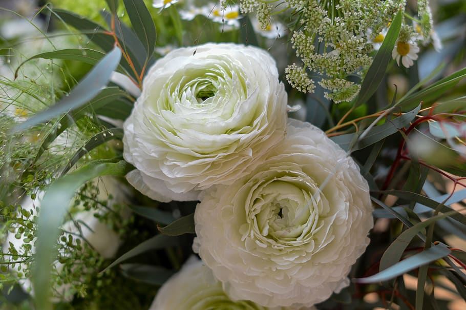 Due, bianca, fiori a grappolo, pianta, fiorire, fiore, rosa, composizione floreale, vaso, verde, display, naturale, minimo, preparativi, fiori, petali, bellezza, piante, mazzo, fioritura, ranuncolo, natura, bellezza nella natura, crescita, pianta fiorita, freschezza, vulnerabilità, fragilità, avvicinamento, petalo, testa di fiore, infiorescenza, Colore bianco, giorno, nessuno, foglia, parte vegetale, all'aperto, morbidezza, 5K