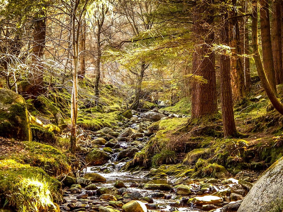 arbres forestals verds, la llum del dia, medi ambient, bosc, verd, paisatge, molsa, muntanya, naturalesa, parc, ràpids, escènic, temporada, corrent, estiu, arbres, aigua, fusta, arbre, planta, terra, bellesa a la natura, tranquil·litat, escenics - natura, escena tranquil·la, escena no urbana, cap gent, tronc de l'arbre, aigua que flueix, dia, creixement, tronc, rierol: aigua que flueix, a l'aire lliure, que flueix, 4K