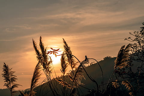 magical golden hour, sunset, sky, plant, cloud - sky, beauty in nature, tranquility, silhouette, growth, tranquil scene, nature, scenics - nature, tree, no people, idyllic, non-urban scene, orange color, outdoors, water, dramatic sky, 5K, CC0, public domain, royalty free