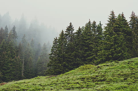 alberi dalle foglie verdi, albero, pianta, abete, abies, natura, conifera, all'aperto, tempo metereologico, abete rosso, nebbia, paesaggio, vegetazione, verde, terra, Alpi, lenitivo, sereno, colori tenui, bellezza nella natura, scena tranquilla, la tranquillità, colore verde, scenics - natura, crescita, foresta, scena non urbana, nessuno, idilliaco, giorno, ambiente, montagna, a distanza, bosco, Pino, albero di conifere, bosco di pini, 4K, CC0, dominio pubblico, privo di copyright