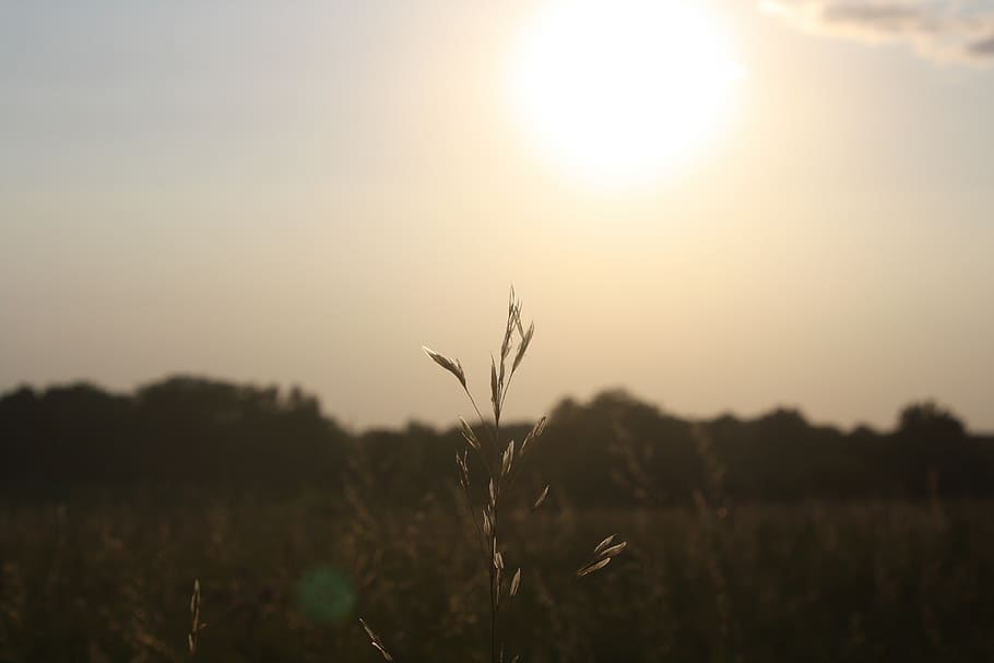blat, solter, un, cel, aire, posta de sol, daurat, herba, fora, naturalesa, assolellat, sol, beix, planta, creixement, paisatge, camp, bellesa a la natura, centrar-se en primer pla, agricultura, cultiu, llum solar, terra, tranquil·litat, escenics - natura, medi ambient, escena tranquil·la, escena rural, cap gent, a l'aire lliure, flare de la lent, 4K