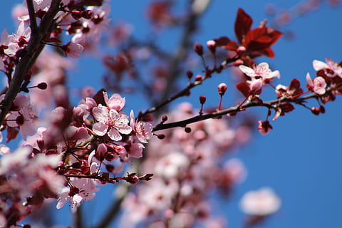 Blumen, Frühling, Biene, Baum, rosa, Makro, Pflanze, Blume, Zerbrechlichkeit, Wachstum, Schönheit in der Natur, Verletzlichkeit, blühen, blühende Pflanze, Ast, Frische, selektiver Fokus, pinke Farbe, Flachwinkelansicht, Natur, Tag, Himmel, keine Leute, Nahansicht, Kirschblüte, Kirschbaum, draußen, Blütenkopf, Pflaumenblüte, 5K, CC0, gemeinfrei, lizenzfrei