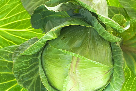 cabbage, close, close-up, closeup, color, diet, food, fresh, green, healthy, juicy, leaf, meal, nutrient, organic, raw, vegetable, vegetarian, vitamin, plant part, green color, growth, plant, food and drink, no people, nature, healthy eating, freshness, leaf vein, day, wellbeing, outdoors, beauty in nature, full frame, leaves, 2K, CC0, public domain, royalty free