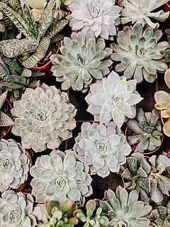 planta, patró, cactus, hivernacle, suculent, verd, k, kaktus, ceràmica, jar, planta en test, gerro, fractal, ornament, flor, agavaceae, full, taula, mobles, creixement, bellesa a la natura, planta amb flors, marc complet, frescor, naturalesa, planta suculenta, vista d’angle alt, cap gent, inflorescència, cap de flor, dia, primer pla, fons, vulnerabilitat, pètal, fragilitat, directament a sobre, a l'aire lliure, 4K, CC0, domini públic, lliure de regalies
