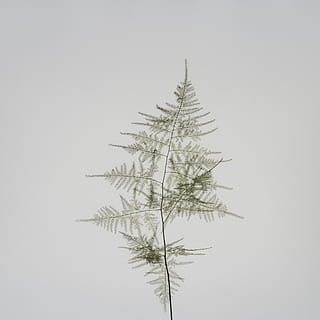 žalias lapas, augalų, medis, spygliuočių, maumedis, abies, eglės, ornamentas, Kalėdų eglutė, Eglė, pušis, bonsai, vaza, keramika, pasodintas augalas, stiklainis, klevo, beržas, betonas, gluosniai, paparčiai, pobūdį, augimą, nėra žmonių, kopijavimo vietos, dieną, dangus, grožis gamtoje, švarus dangus, ramybė, studija, filialas, lauke, šalta temperatūra, žemas kampo vaizdas, spygliuočių medis, žiemą, žemės, pušies, 5K, CC0, Viešasis domenas, nemokamai