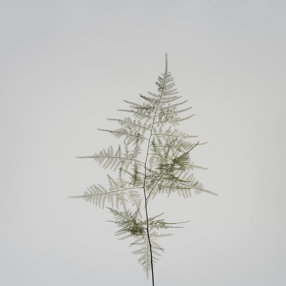 žalias lapas, augalų, medis, spygliuočių, maumedis, abies, eglės, ornamentas, Kalėdų eglutė, Eglė, pušis, bonsai, vaza, keramika, pasodintas augalas, stiklainis, klevo, beržas, betonas, gluosniai, paparčiai, pobūdį, augimą, nėra žmonių, kopijavimo vietos, dieną, dangus, grožis gamtoje, švarus dangus, ramybė, studija, filialas, lauke, šalta temperatūra, žemas kampo vaizdas, spygliuočių medis, žiemą, žemės, pušies, 5K