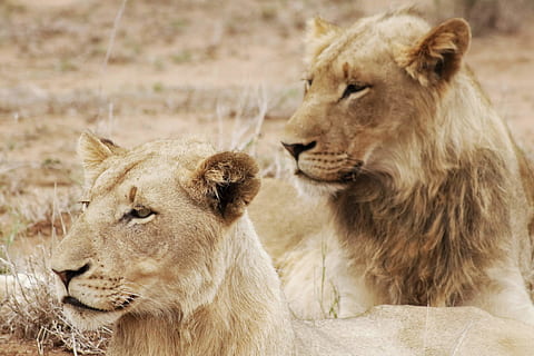 iki bej dişi aslan, aslan - kedi, memeli, kedi, hayvan, hayvan temaları, hayvan yaban hayatı, vahşi hayvanlar, hayvan grubu, dişi hayvan, iki hayvan, dişi aslan, safari, insansız, gün, etoburlar, omurgalı, hayvan ailesi, ön plana odaklanmak, aşılmamış kedi, 4K, CC0, kamu malı, telif ücretsiz