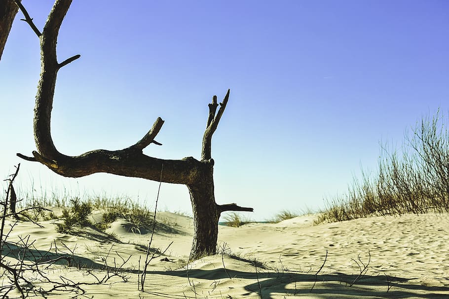 pi, platja, dunes, sorra, arbre, branca, banc, natural, vida salvatge, Lituània, cel blau, al costat del mar, descans, relaxació, meditació, lloc de descans, sol, paisatge, vacances, cel, naturalesa, cel clar, planta, terra, dia, tranquil·litat, cap gent, bellesa a la natura, llum solar, escena tranquil·la, escenics - natura, arbre nu, escena no urbana, blau, medi ambient, a l'aire lliure, planta morta, fusta flotant, 5K