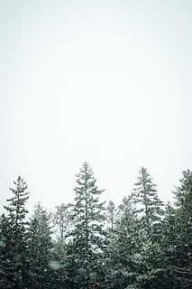 borovice, během dne, strom, rostlina, jedle, abies, jehličnatý strom, divočina, les, severní, vánice, rybník, sníh, nové Skotsko, bruslit, hokej, stromy, klid, jezero, dobrodružství, Kanada, nebe, krása v přírodě, růst, Příroda, čisté nebe, nízký úhel pohledu, den, nikdo, klidné scény, přistát, jehličnatého stromu, scenics - příroda, venku, kopie prostor, zimní, 5K, CC0, veřejná doména, bez autorských práv