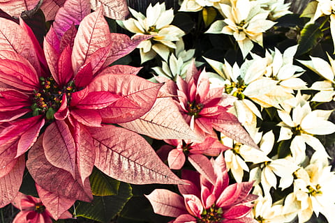 Svezia, Linköping, pianta fiorita, fragilità, pianta, fiore, vulnerabilità, petalo, bellezza nella natura, freschezza, crescita, testa di fiore, avvicinamento, infiorescenza, colore rosa, natura, foglia, nessuno, parte vegetale, giorno, all'aperto, vista dall'alto, polline, 4K, CC0, dominio pubblico, privo di copyright