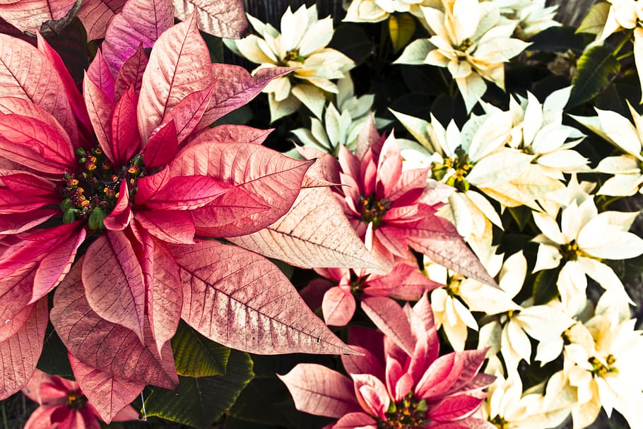 suècia, linköping, planta amb flors, fragilitat, planta, flor, vulnerabilitat, pètal, bellesa a la natura, frescor, creixement, cap de flor, primer pla, inflorescència, color rosa, naturalesa, full, cap gent, part de la planta, dia, a l'aire lliure, vista d’angle alt, pol·len, 4K