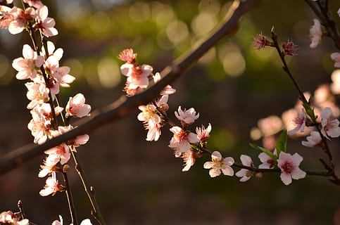 Blume, Pfirsichbaum, Frühling, blühende Pflanze, Pflanze, Zerbrechlichkeit, Schönheit in der Natur, Wachstum, Frische, Verletzlichkeit, blühen, Baum, Nahansicht, Natur, Ast, Blütenblatt, Zweig, keine Leute, Fokus auf den Vordergrund, Tag, pinke Farbe, draußen, Kirschblüte, Blütenkopf, Kirschbaum, Pollen, 4K, CC0, gemeinfrei, lizenzfrei