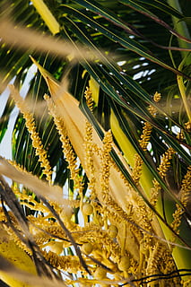 Palmera, planta, vegetació, flor, llum solar, flamarada, llum, produir, gra, menjar, vegetals, blat, arbust, lupin, lli, herba, gira-sol, brollar, brot, apiaceae, creixement, bellesa a la natura, groc, planta amb flors, primer pla, vulnerabilitat, fragilitat, frescor, naturalesa, cap gent, dia, enfocament selectiu, pètal, a l'aire lliure, arbre, full, animals a la natura, centrar-se en primer pla, cap de flor, 5K, CC0, domini públic, lliure de regalies