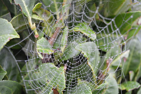 web, natur, spindelvæv, beaded, edderkoppespind, skrøbelighed, tæt på, fokus på forgrunden, ingen mennesker, sårbarhed, dyr, dag, dyre temaer, skønhed i naturen, plante, mønster, edderkop, udendørs, naturligt mønster, leddyr, kompleksitet, arachnid, hvirvelløse, 5K, CC0, offentligt domæne, royaltyfrie