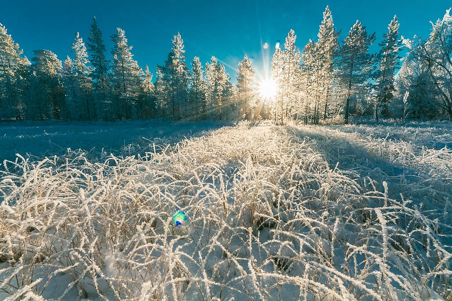 fotografie, bílý, borovice, Studený, denní světlo, les, zing, mráz, mrazivý, tráva, led, ledový, venkovní výzvou, scénický, sezóna, sníh, sníh limitován, zasněžený, slunce, sluneční paprsky, stromy, počasí, zimní, rostlina, strom, studená teplota, nebe, klid, Příroda, krása v přírodě, zamrzlý, slunečního světla, klidné scény, nikdo, scenics - příroda, den, přistát, krytina, mimoměstské scény, voda, venku, odlesk objektivu, 5K