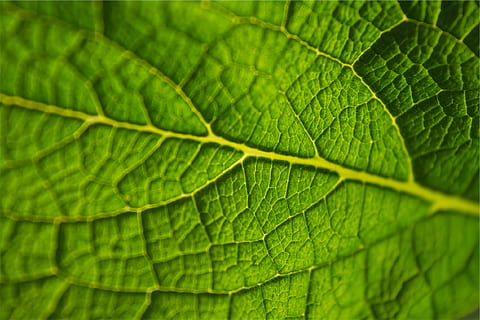 verde, foglia, parte vegetale, colore verde, sfondi, pianta, fotogramma intero, vena fogliare, avvicinamento, natura, nessuno, crescita, bellezza nella natura, strutturato, macro, giorno, modello naturale, modello, all'aperto, messa a fuoco selettiva, primo piano estremo, effetto strutturato, 1080P