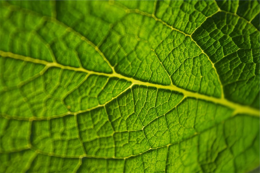 verde, foglia, parte vegetale, colore verde, sfondi, pianta, fotogramma intero, vena fogliare, avvicinamento, natura, nessuno, crescita, bellezza nella natura, strutturato, macro, giorno, modello naturale, modello, all'aperto, messa a fuoco selettiva, primo piano estremo, effetto strutturato, 1080P