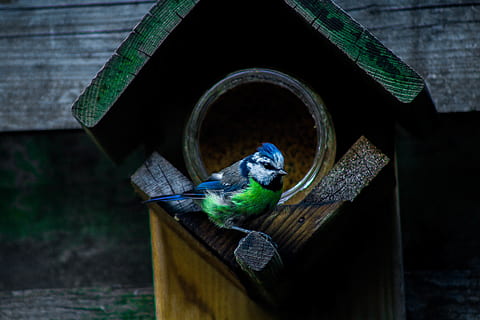 ocell, naturalesa, menjar, de peu, salvatge, la vida, volar, ocell de la vida salvatge, vida salvatge, colorit, color, ple, color ocell, paisatge, mirant, focus, estiu, aus d’estiu, cel, temes d'animals, animal, fauna animal, un animal, vertebrats, animals a la natura, posat, material de fusta, centrar-se en primer pla, casa d'aus, a l'aire lliure, dia, cap gent, alimentador d'ocells, bluetit, lloro, arquitectura, 5K, CC0, domini públic, lliure de regalies