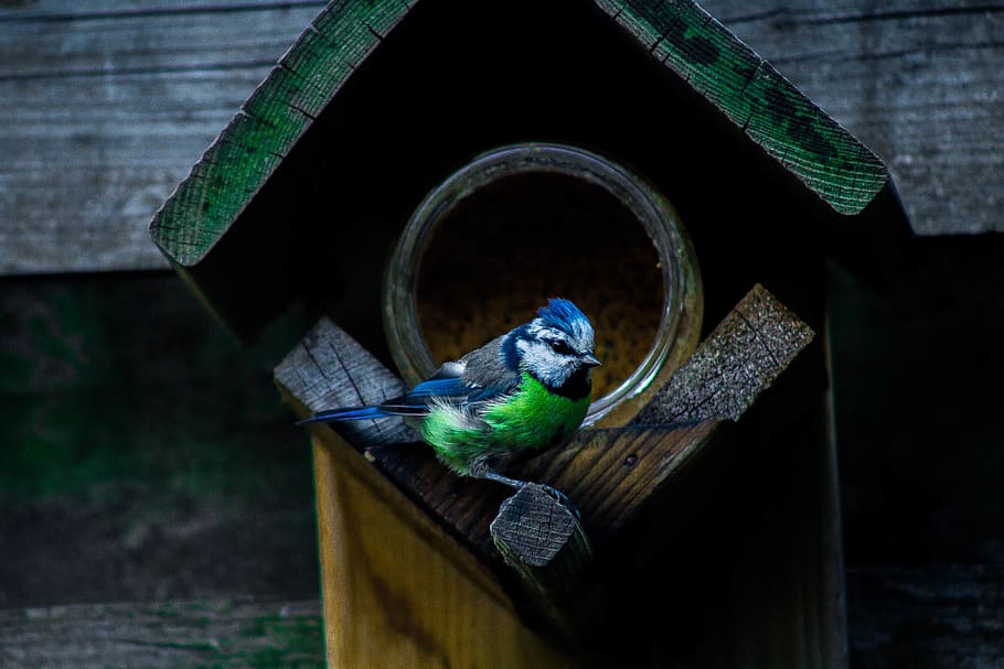 ocell, naturalesa, menjar, de peu, salvatge, la vida, volar, ocell de la vida salvatge, vida salvatge, colorit, color, ple, color ocell, paisatge, mirant, focus, estiu, aus d’estiu, cel, temes d'animals, animal, fauna animal, un animal, vertebrats, animals a la natura, posat, material de fusta, centrar-se en primer pla, casa d'aus, a l'aire lliure, dia, cap gent, alimentador d'ocells, bluetit, lloro, arquitectura, 5K