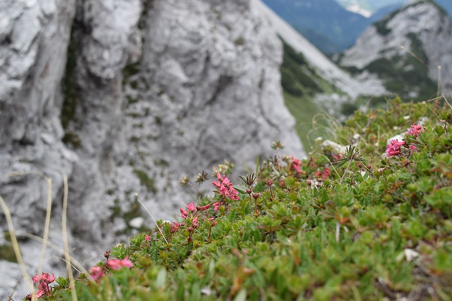 alpine, sommer, flora, flor, blomstre, natur, lyserød, plante, bjerg, blomstrende plante, blomst, skønhed i naturen, vækst, selektiv fokusering, klippe, dag, friskhed, ingen mennesker, rock-objekt, bjergkæde, tæt på, solid, udendørs, grøn farve, lyserød farve, ikke-urbane scene, 5K