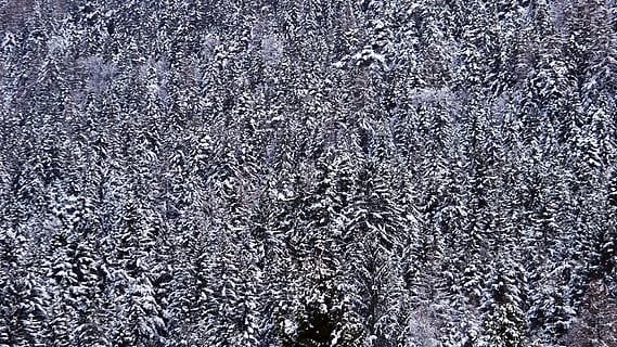 austria, seefeld, full frame, backgrounds, textured, no people, pattern, winter, cold temperature, snow, close-up, day, nature, gray, rough, outdoors, abstract, tree, frozen, ice, land, abstract backgrounds, snowing, 5K, CC0, public domain, royalty free