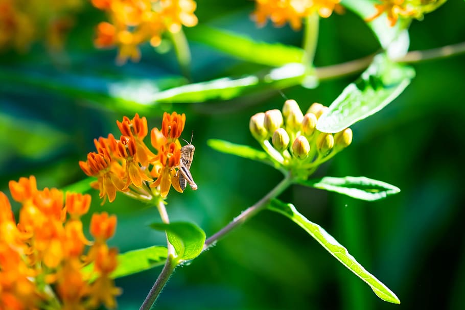 saranče, hmyz, jaro, květ, milkweed, makro, kvetoucí rostlina, rostlina, křehkost, zranitelnost, růst, krása v přírodě, detail, svěžest, Příroda, okvětní lístek, květu hlavy, zvířata ve volné přírodě, bezobratlý, zvířat, zvíře, nikdo, květenství, zaměřit se na popředí, venku, opylování, pyl, 4K