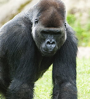 Gorilla, Affe, Affenmann, Tiere, Primas, Säugetier, Tierwelt, ein Tier, Tiere in freier Wildbahn, Wirbeltier, keine Leute, Tag, Nahansicht, Tierkörperteil, Zoo, Porträt, Tiere in Gefangenschaft, gefährdete Spezies, draußen, 2K, CC0, gemeinfrei, lizenzfrei