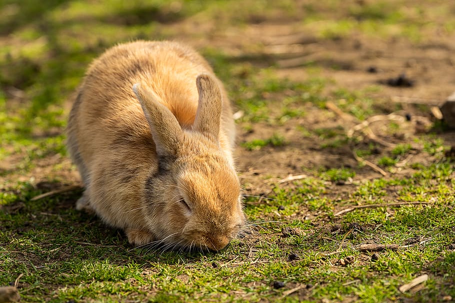 dyr, hare, kanin, påske, søt, dyr verden, pattedyr, ører, bunny, gård, landlig, liten, Augen, morsom, utsikt, pels, dyre temaer, ett dyr, dyreliv, dyr i naturen, gress, virveldyr, ingen folk, natur, dyr kroppsdel, kanin - dyr, gnager, spiser, nærbilde, land, utendørs, brun, dyr hode, innenlands, 5K