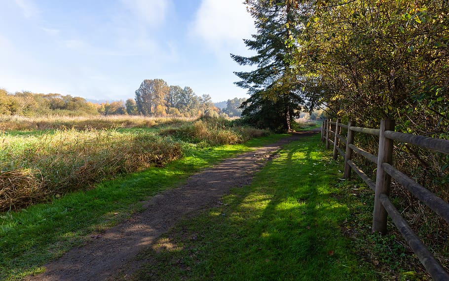 grüne Grasbahn, Pflanze, Baum, Gras, Landschaft, ruhige Szene, Land, Straße, Ruhe, Natur, Fußweg, der Weg nach vorn, Schönheit in der Natur, Feld, keine Leute, Himmel, Umgebung, Transport, Szenen - Natur, Richtung, Tag, draußen, 5K