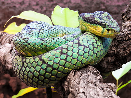 Tier, Schlange, Python, Grün, Constrictor, Rahmen, Kopf, lauert, warten, Reptil, ein Tier, Tierthemen, Tierwelt, Wirbeltier, Tiere in freier Wildbahn, Nahansicht, keine Leute, Tag, Fokus auf den Vordergrund, Tierkörperteil, grüne Farbe, Natur, Baum, draußen, Warnschild, Zeichen, Tierkopf, Tierwaage, Zoo, giftig, 4K, CC0, gemeinfrei, lizenzfrei