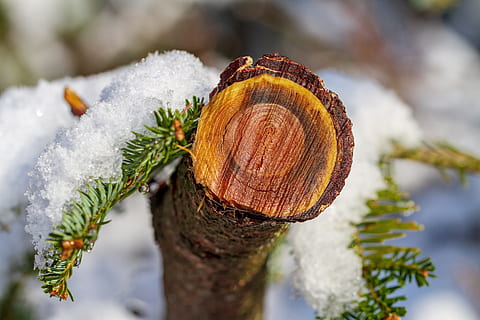 Baum, Winter, Schnee, Log, nass, Natur, kalt, Ast, Baumast, eisig, Wald, winterlich, kalte Temperatur, Pflanze, Tag, Fokus auf den Vordergrund, Nahansicht, keine Leute, gefroren, draußen, Wachstum, Schönheit in der Natur, Baumstamm, Kofferraum, weiße Farbe, selektiver Fokus, Nadelbaum, Kiefer, Tannenbaum, 5K, CC0, gemeinfrei, lizenzfrei