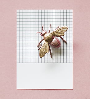 Spielzeug, fliegen, Weiß, Millimeterpapier, Fehler, Insekt, drinnen, keine Leute, Studioaufnahme, Stillleben, Nahansicht, Papier-, direkt darüber, Wohlbefinden, Kunst und Handwerk, Essen und Trinken, Kreativität, Lebensmittel, farbiger Hintergrund, Kunst, Frische, Tierdarstellung, Darstellung, Tier, gesunder Lebensstil, Tierthemen, 2K, CC0, gemeinfrei, lizenzfrei