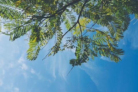 árbol, cielo, retroiluminado, azul, naturaleza, cielo azul, cielo azul nubes, ambiente, hoja, hojas, verano, nube, paisaje, natural, crecimiento, follaje, al aire libre, tranquilo, ramas, planta, belleza en la naturaleza, color verde, vista de ángulo bajo, tranquilidad, nadie, día, rama, parte de la planta, nube - cielo, luz del sol, escena tranquila, paisajes - naturaleza, árbol conífero, 4K, CC0, dominio público, libre de derechos
