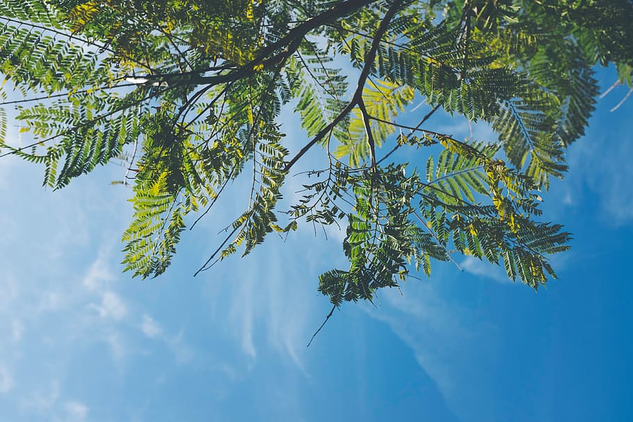 árbol, cielo, retroiluminado, azul, naturaleza, cielo azul, cielo azul nubes, ambiente, hoja, hojas, verano, nube, paisaje, natural, crecimiento, follaje, al aire libre, tranquilo, ramas, planta, belleza en la naturaleza, color verde, vista de ángulo bajo, tranquilidad, nadie, día, rama, parte de la planta, nube - cielo, luz del sol, escena tranquila, paisajes - naturaleza, árbol conífero, 4K