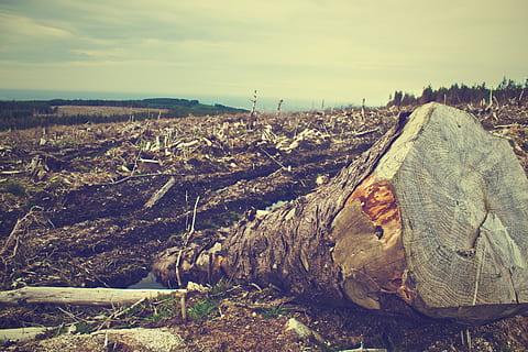 deforestation, trees, logs, bark, dirt, soil, fields, country, rural, sky, nature, day, tranquility, tranquil scene, no people, landscape, land, environment, cloud - sky, beauty in nature, scenics - nature, non-urban scene, field, outdoors, mountain, tree, rock, wood - material, solid, 2K, CC0, public domain, royalty free
