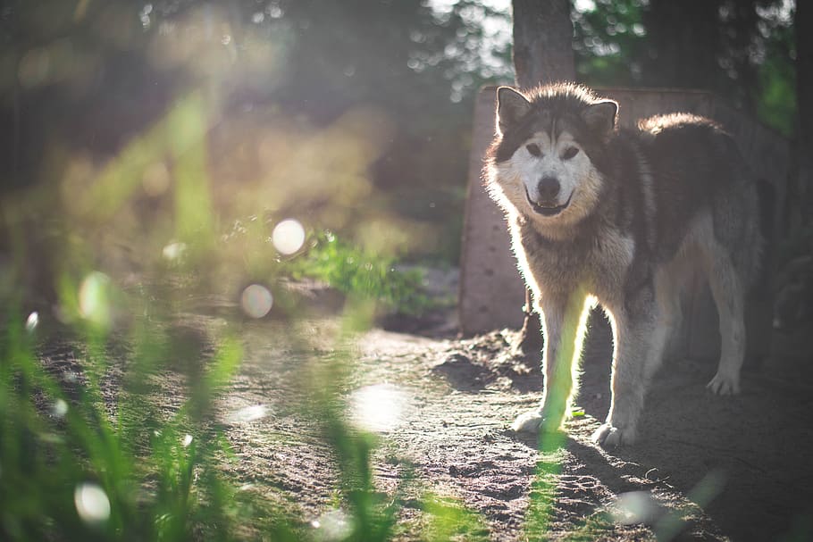 Hund, Malamute, Kanada, Handler, Musher, Tierwelt, Farbe, Sonne, Sonnenuntergang, Säugetier, Tier, Tierthemen, ein Tier, Wirbeltier, inländisch, Haustiere, Eckzahn, Land, Pflanze, Tag, Natur, keine Leute, Baum, Sonnenlicht, Wald, Tiere in freier Wildbahn, draußen, Mund offen, 5K