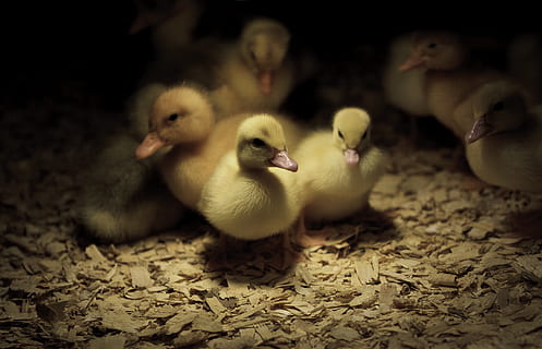 bebek, dalam, redup, kandang, burung muda, burung, binatang muda, sekelompok binatang, tema binatang, hewan, anak ayam, bertulang belakang, ternak, tidak ada orang, ayam - burung, unggas, binatang lokal, lokal, anak itik, sekelompok besar binatang, hewan peliharaan, kuning, dalam ruangan, paruh, keluarga hewan, kecil, kawanan burung, 4K, CC0, domain publik, bebas royalti