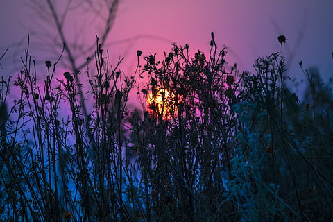 sol, pianta, cielo, tramonto, bellezza nella natura, albero, crescita, natura, nessuno, crepuscolo, la tranquillità, scenics - natura, all'aperto, scena tranquilla, pianta fiorita, fiore, illuminato, concentrarsi sulle conoscenze acquisite, terra, silhouette, colore rosa, viola, 5K, CC0, dominio pubblico, privo di copyright