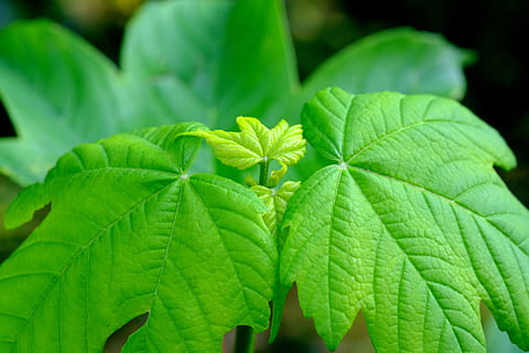 maple leaf, deciduous tree, maple, needle leaf maple, acer platanoides, leaves, green, nature, yellow, shining, norway maple, tree, maple plant, spring, sprout, awakening, live new, growth, fresh, fresh drive, young, grow, leaf, plant part, green color, plant, close-up, beauty in nature, no people, freshness, day, focus on foreground, outdoors, flower, herb, leaf vein, botany, flowering plant, selective focus, fragility, 5K, CC0, public domain, royalty free