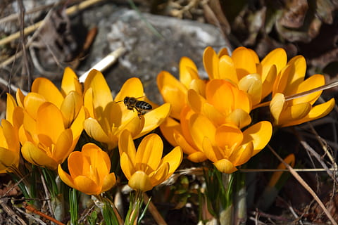 croco, primavera, ape, zafferano, fiore, pianta fiorita, pianta, temi animali, fragilità, bellezza nella natura, fauna selvatica, animali allo stato selvatico, animale, vulnerabilità, freschezza, petalo, insetto, giallo, invertebrato, un animale, testa di fiore, avvicinamento, crescita, nessuno, impollinazione, polline, 5K, CC0, dominio pubblico, privo di copyright